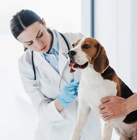 Karahallı Veteriner